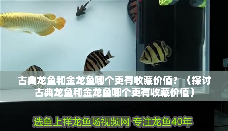 古典龍魚和金龍魚哪個更有收藏價值？（探討古典龍魚和金龍魚哪個更有收藏價值）
