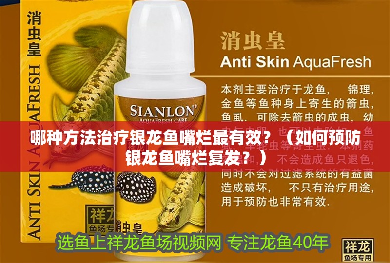 哪種方法治療銀龍魚嘴爛最有效？（如何預防銀龍魚嘴爛復發？）