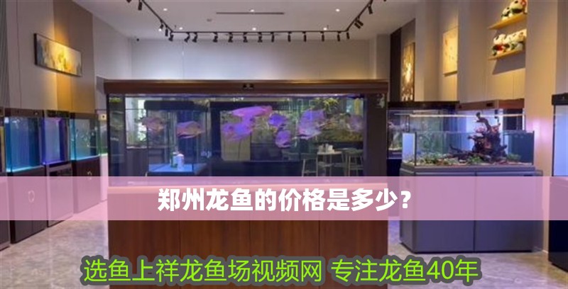 鄭州龍魚的價格是多少？