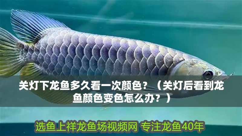 關(guān)燈下龍魚多久看一次顏色？（關(guān)燈后看到龍魚顏色變色怎么辦？）