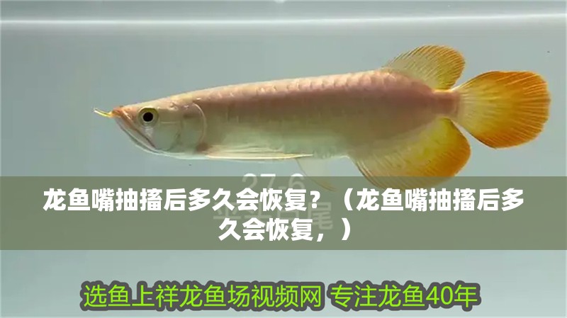 龍魚嘴抽搐后多久會恢復？（龍魚嘴抽搐后多久會恢復，）