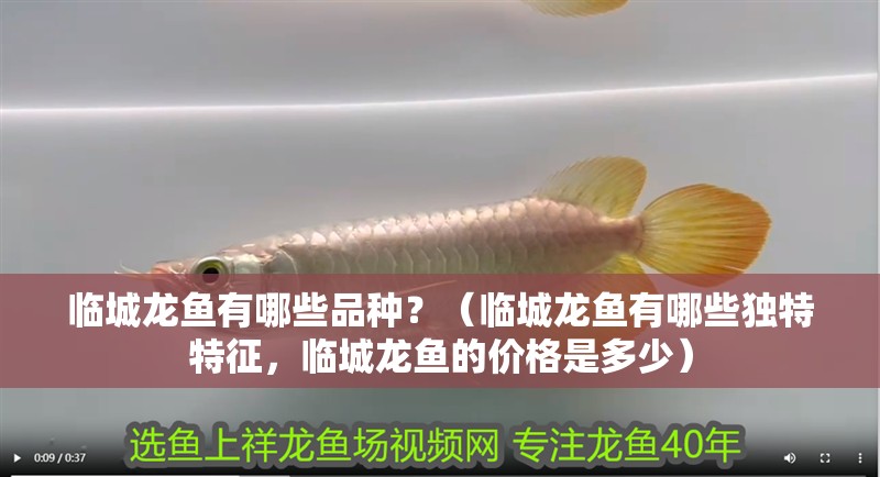 臨城龍魚有哪些品種？（臨城龍魚有哪些獨特特征，臨城龍魚的價格是多少）
