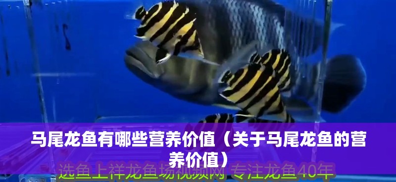 馬尾龍魚有哪些營(yíng)養(yǎng)價(jià)值（關(guān)于馬尾龍魚的營(yíng)養(yǎng)價(jià)值）