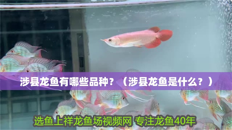 涉縣龍魚有哪些品種？（涉縣龍魚是什么？）