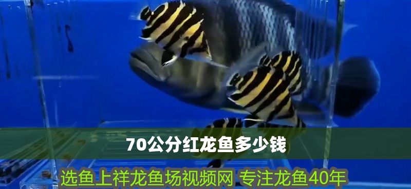 70公分紅龍魚多少錢