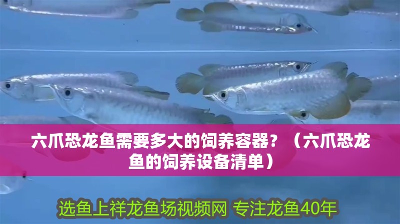 六爪恐龍魚需要多大的飼養容器？（六爪恐龍魚的飼養設備清單）