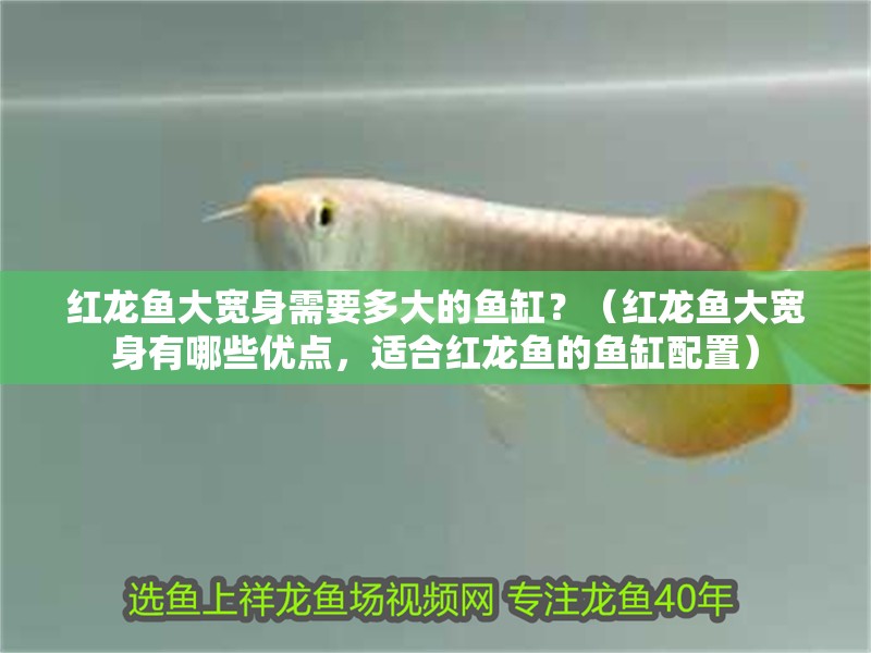 紅龍魚大寬身需要多大的魚缸？（紅龍魚大寬身有哪些優(yōu)點(diǎn)，適合紅龍魚的魚缸配置）