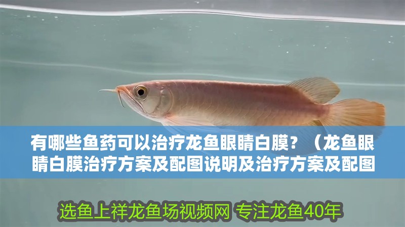 有哪些魚藥可以治療龍魚眼睛白膜？（龍魚眼睛白膜治療方案及配圖說明及治療方案及配圖說明）