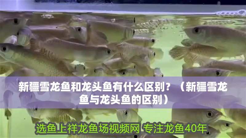 新疆雪龍魚和龍頭魚有什么區別？（新疆雪龍魚與龍頭魚的區別）
