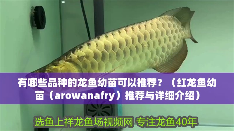 有哪些品種的龍魚幼苗可以推薦？（紅龍魚幼苗（arowanafry）推薦與詳細介紹）