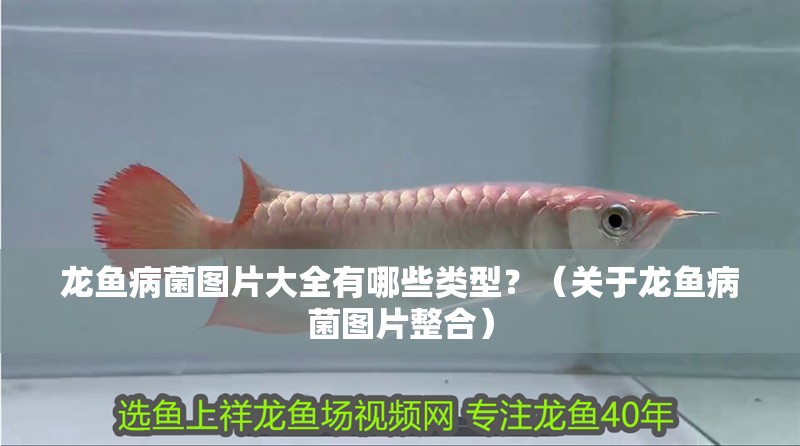 龍魚病菌圖片大全有哪些類型？（關(guān)于龍魚病菌圖片整合）
