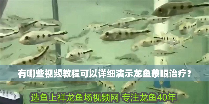 有哪些視頻教程可以詳細(xì)演示龍魚蒙眼治療？