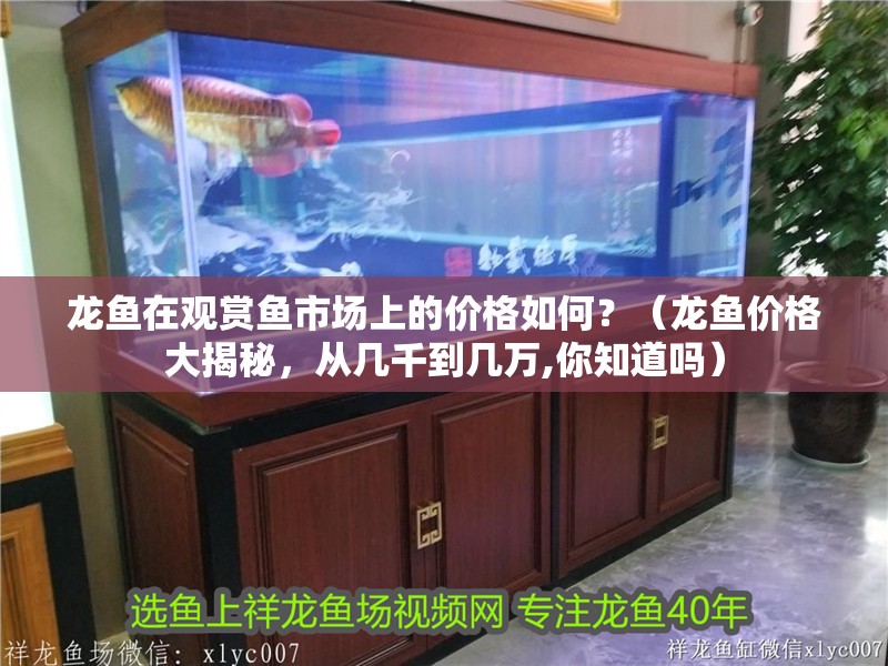 龍魚在觀賞魚市場上的價格如何？（龍魚價格大揭秘，從幾千到幾萬,你知道嗎） 龍魚在觀賞魚市場上的價格如何？（龍魚價格大揭秘，從幾千到幾萬,你知道嗎） 龍魚百科 第8張
