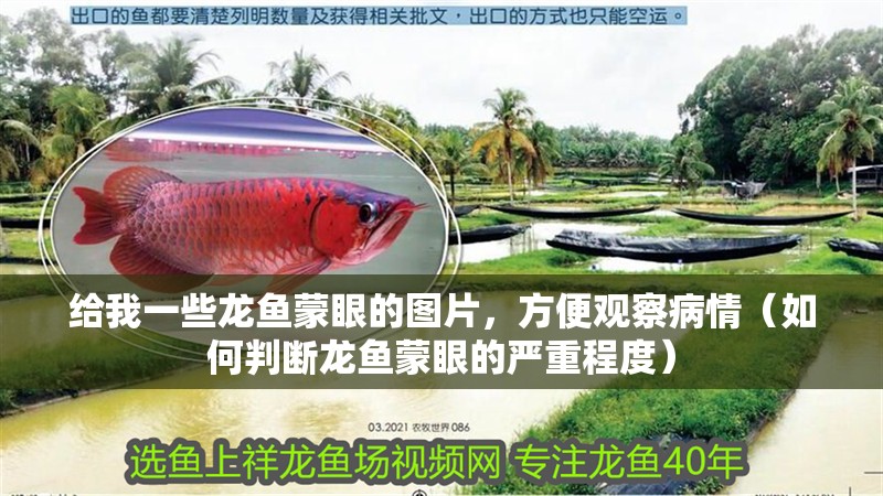 給我一些龍魚蒙眼的圖片，方便觀察病情（如何判斷龍魚蒙眼的嚴(yán)重程度）
