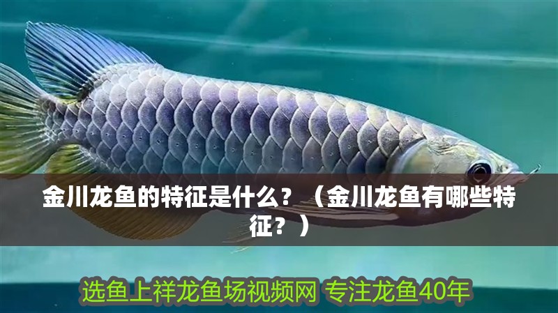 金川龍魚的特征是什么？（金川龍魚有哪些特征？）