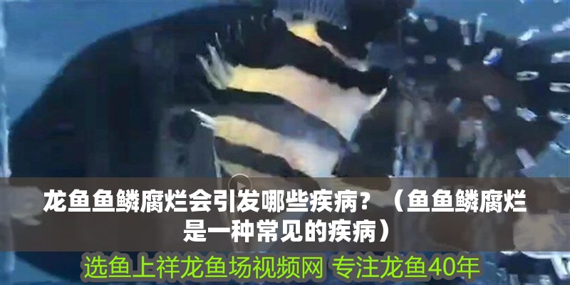 龍魚魚鱗腐爛會(huì)引發(fā)哪些疾病？（魚魚鱗腐爛是一種常見的疾病）