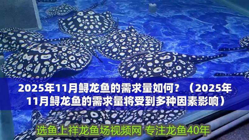 2025年11月鱘龍魚的需求量如何？（2025年11月鱘龍魚的需求量將受到多種因素影響）