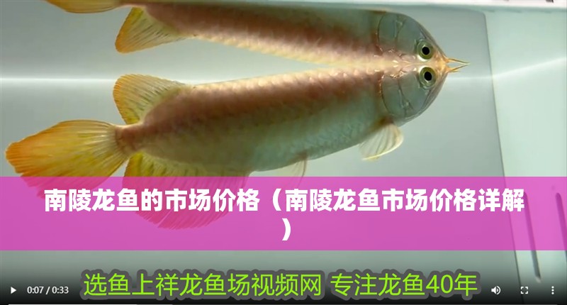 南陵龍魚的市場價格（南陵龍魚市場價格詳解）