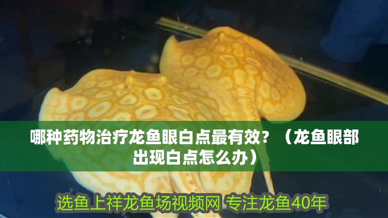 哪種藥物治療龍魚眼白點最有效？（龍魚眼部出現白點怎么辦）