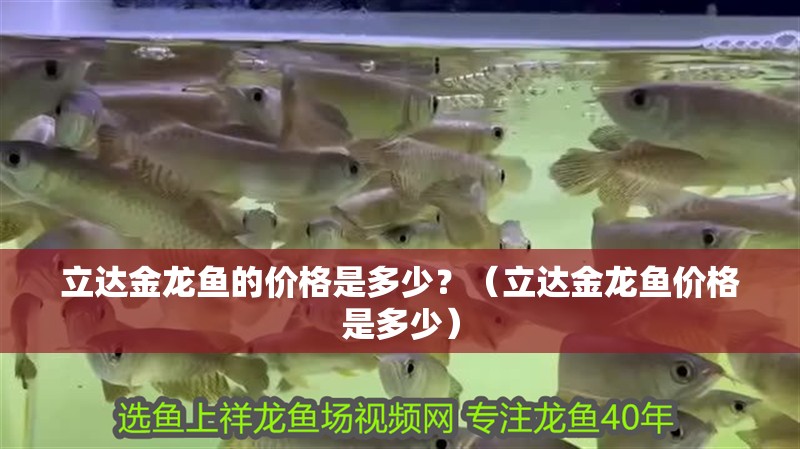 立達(dá)金龍魚(yú)的價(jià)格是多少？（立達(dá)金龍魚(yú)價(jià)格是多少）