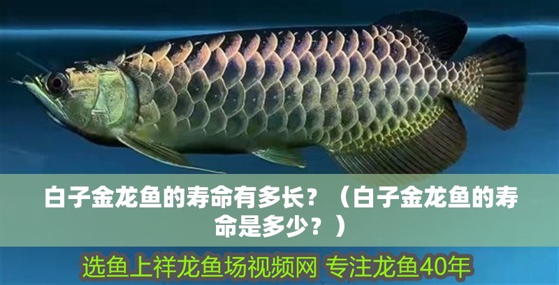 白子金龍魚的壽命有多長(zhǎng)？（白子金龍魚的壽命是多少？）