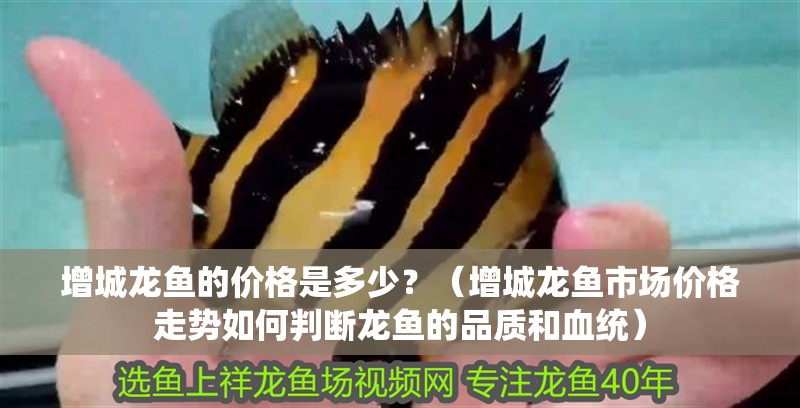 增城龍魚的價格是多少？（增城龍魚市場價格走勢如何判斷龍魚的品質(zhì)和血統(tǒng)）