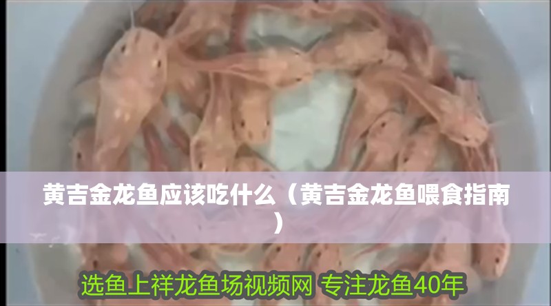 黃吉金龍魚應該吃什么（黃吉金龍魚喂食指南）