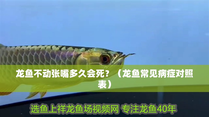 龍魚不動張嘴多久會死？（龍魚常見病癥對照表） 龍魚不動張嘴多久會死？（龍魚常見病癥對照表） 龍魚百科 第3張
