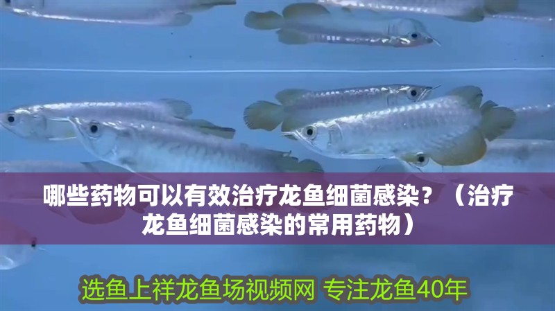 哪些藥物可以有效治療龍魚細(xì)菌感染？（治療龍魚細(xì)菌感染的常用藥物）