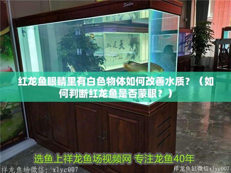 紅龍魚眼睛里有白色物體如何改善水質？（如何判斷紅龍魚是否蒙眼？）
