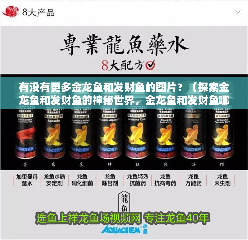 有沒有更多金龍魚和發財魚的圖片？（探索金龍魚和發財魚的神秘世界，金龍魚和發財魚哪個更有講究） 有沒有更多金龍魚和發財魚的圖片？（探索金龍魚和發財魚的神秘世界，金龍魚和發財魚哪個更有講究） 龍魚百科 第18張