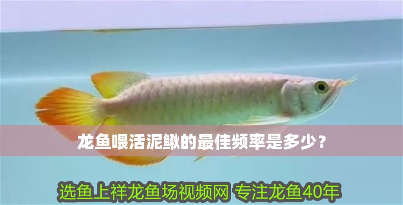 龍魚喂活泥鰍的最佳頻率是多少？