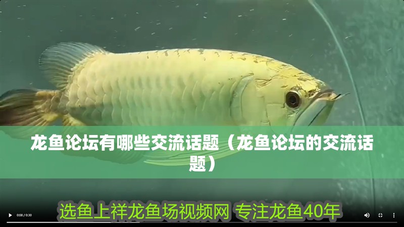 龍魚論壇有哪些交流話題（龍魚論壇的交流話題）