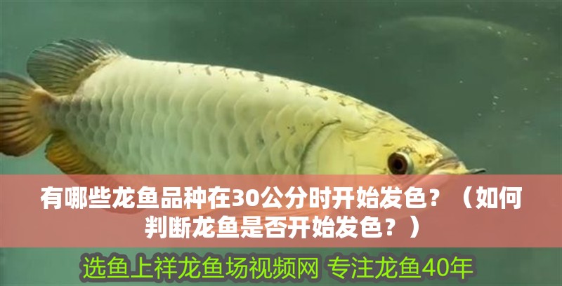 有哪些龍魚品種在30公分時(shí)開始發(fā)色？（如何判斷龍魚是否開始發(fā)色？）