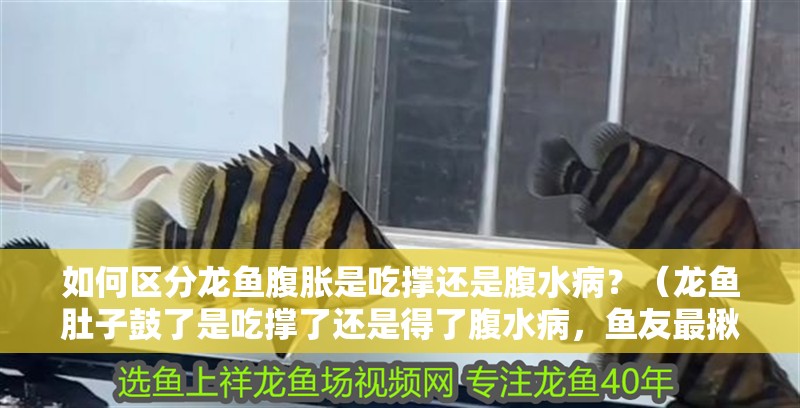 如何區分龍魚腹脹是吃撐還是腹水病？（龍魚肚子鼓了是吃撐了還是得了腹水病，魚友最揪心的問題）