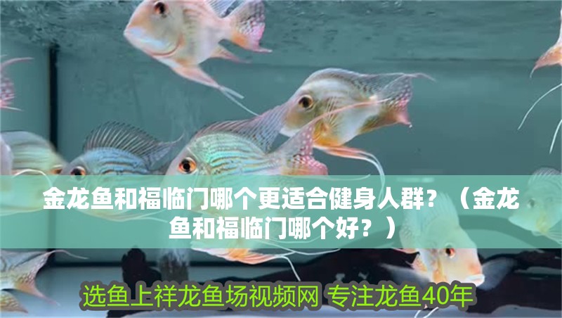 金龍魚和福臨門哪個更適合健身人群？（金龍魚和福臨門哪個好？） 金龍魚和福臨門哪個更適合健身人群？（金龍魚和福臨門哪個好？） 龍魚百科