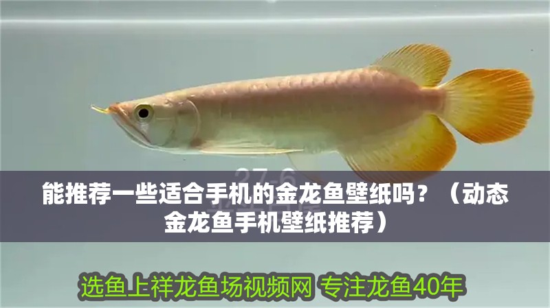 能推薦一些適合手機的金龍魚壁紙嗎？（動態金龍魚手機壁紙推薦）