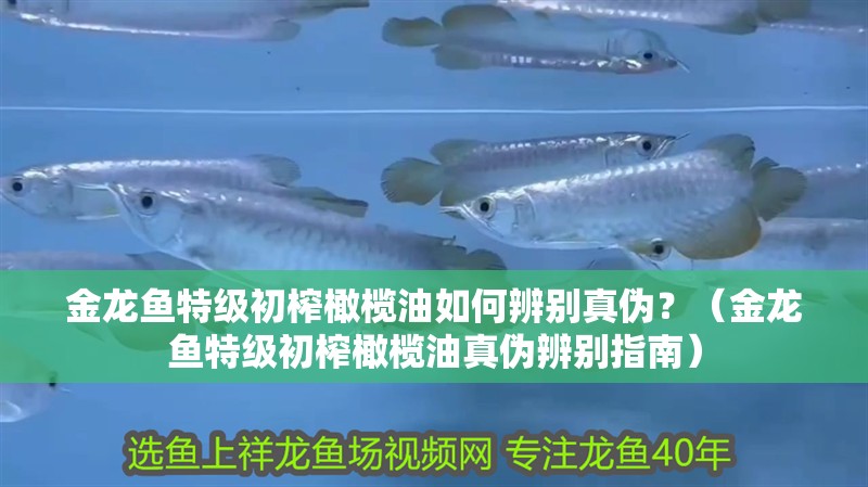 金龍魚特級初榨橄欖油如何辨別真偽？（金龍魚特級初榨橄欖油真偽辨別指南） 金龍魚特級初榨橄欖油如何辨別真偽？（金龍魚特級初榨橄欖油真偽辨別指南） 龍魚百科 第12張