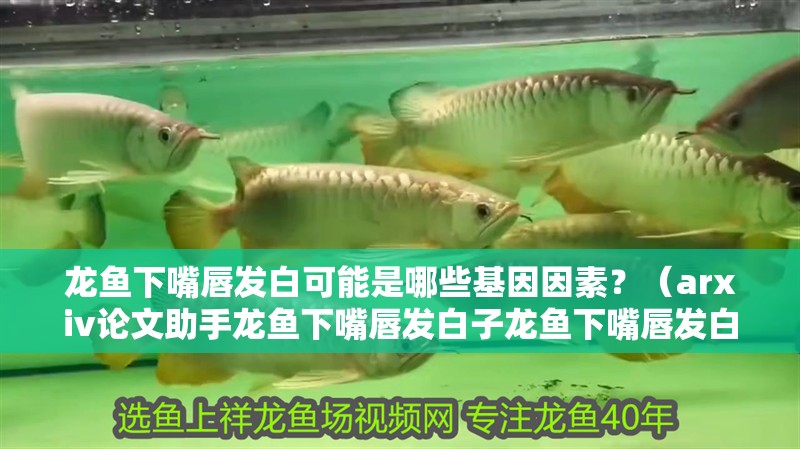 龍魚下嘴唇發(fā)白可能是哪些基因因素？（arxiv論文助手龍魚下嘴唇發(fā)白子龍魚下嘴唇發(fā)白）