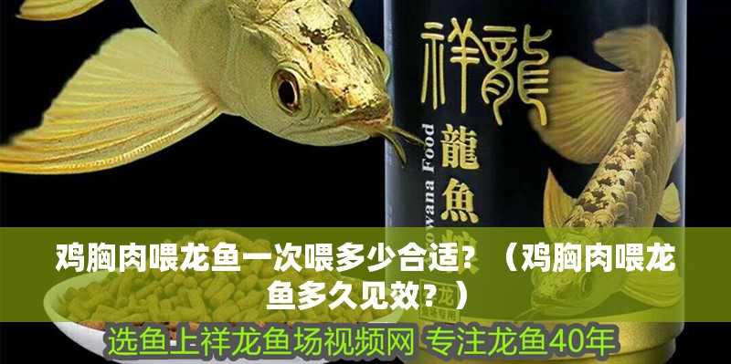雞胸肉喂龍魚一次喂多少合適？（雞胸肉喂龍魚多久見效？）