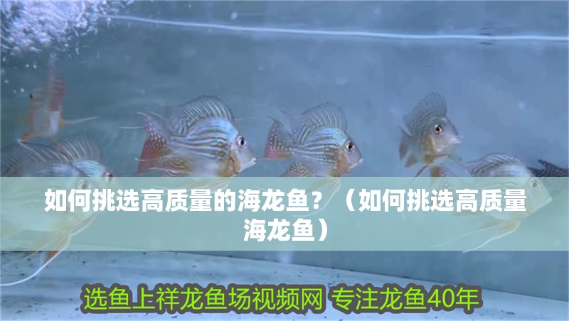 如何挑選高質(zhì)量的海龍魚？（如何挑選高質(zhì)量海龍魚）