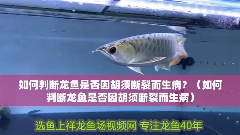 如何判斷龍魚是否因胡須斷裂而生病？（如何判斷龍魚是否因胡須斷裂而生病）
