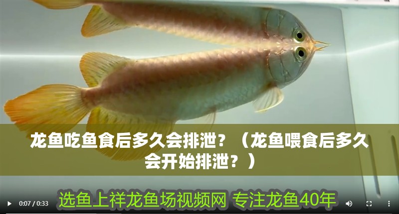 龍魚吃魚食后多久會(huì)排泄？（龍魚喂食后多久會(huì)開始排泄？）