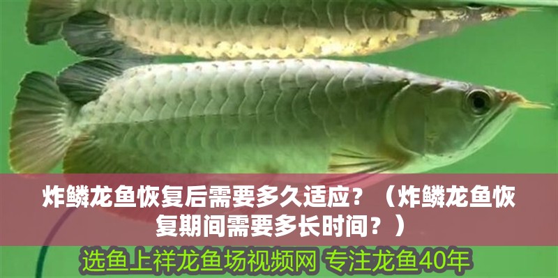 炸鱗龍魚恢復(fù)后需要多久適應(yīng)？（炸鱗龍魚恢復(fù)期間需要多長時(shí)間？）