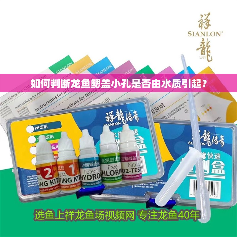 如何判斷龍魚鰓蓋小孔是否由水質引起？