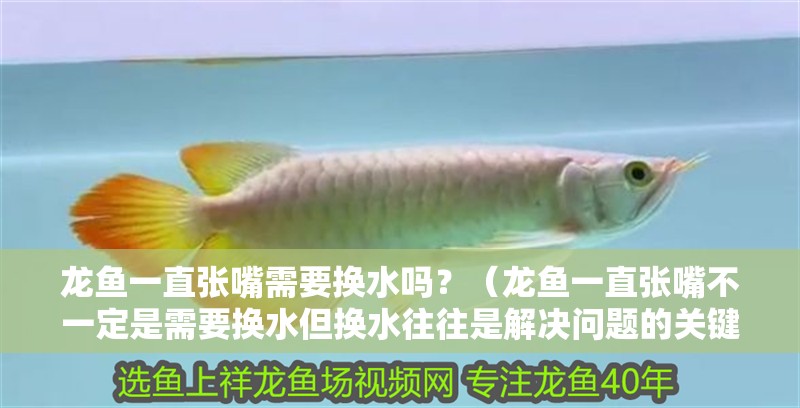 龍魚一直張嘴需要換水嗎？（龍魚一直張嘴不一定是需要換水但換水往往是解決問題的關(guān)鍵一步）