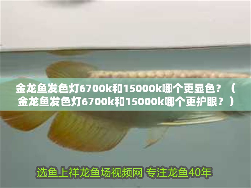 金龍魚發色燈6700k和15000k哪個更顯色？（金龍魚發色燈6700k和15000k哪個更護眼？）