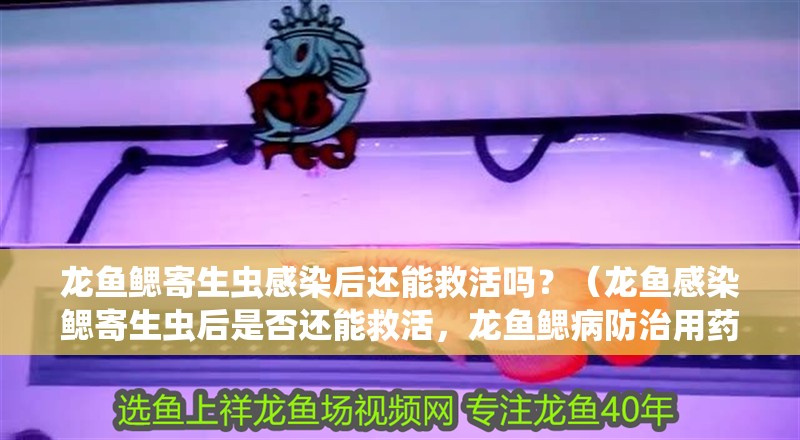 龍魚鰓寄生蟲感染后還能救活嗎？（龍魚感染鰓寄生蟲后是否還能救活，龍魚鰓病防治用藥清單）