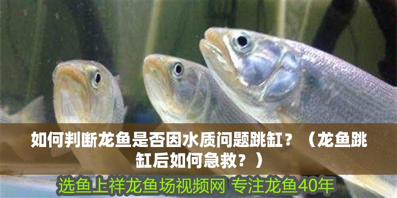 如何判斷龍魚是否因水質問題跳缸？（龍魚跳缸后如何急救？）