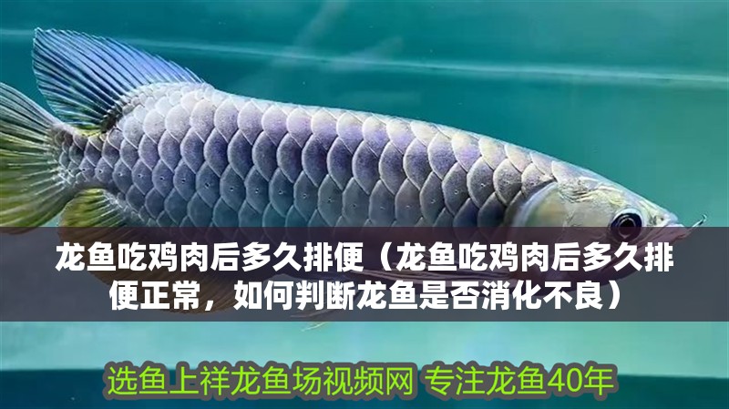 龍魚吃雞肉后多久排便（龍魚吃雞肉后多久排便正常，如何判斷龍魚是否消化不良）
